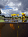   This summer started halfhalf shots underabove water. picture was made small chanel close my home. half/half half (under/above (underabove (under above water). water) home  